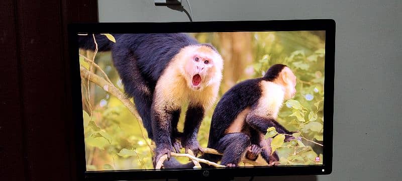 HP Z23i Ips Monitor Full HD